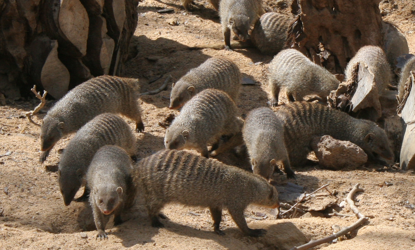 Mangosta rayada Zoo Barcelona